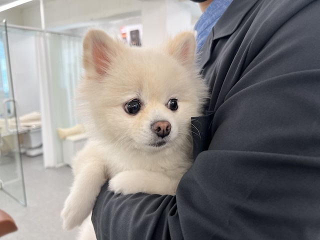 ソウル江南のブロウニー看板犬